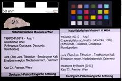 Foto (Objekt + Etiketten) von Cracensigillatus acutirostris (Moericke, 1889) (NHMW-GEO-1990-0041-0319)